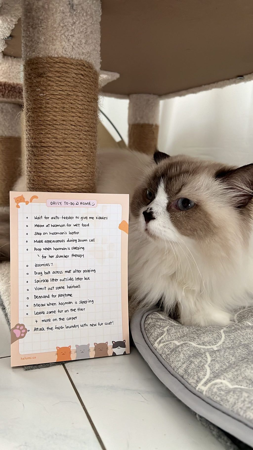 Fund-raising pad for cats